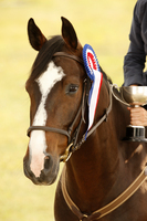 Vivez votre passion de l'équitation !